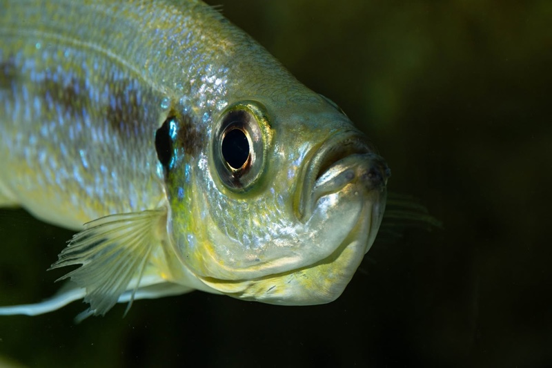 Haplotaxodon microlepis 'Cape Kabogo'